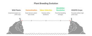 From Wild Grass to Designer Crops