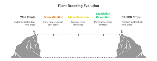 From Wild Grass to Designer Crops